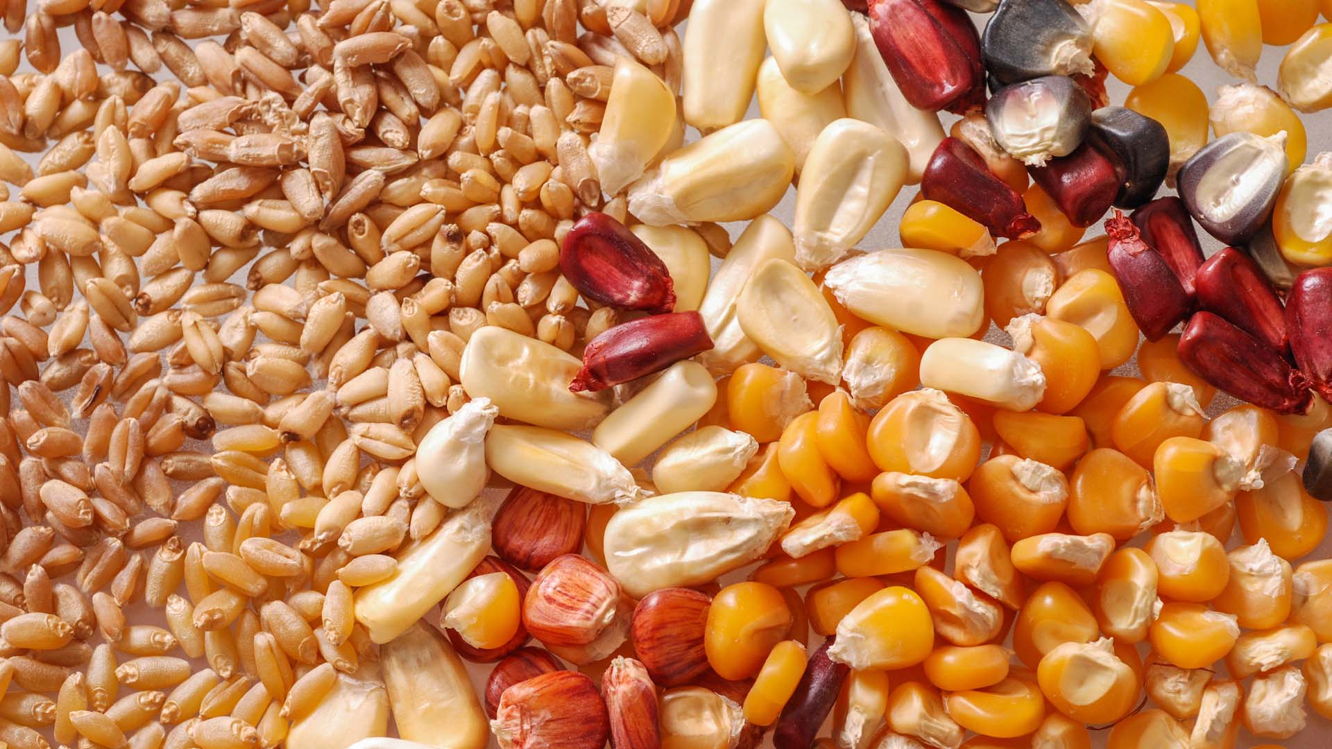 Giá các loại hạt giống ngô trên thị trường cập nhật ngày 16/05/2024