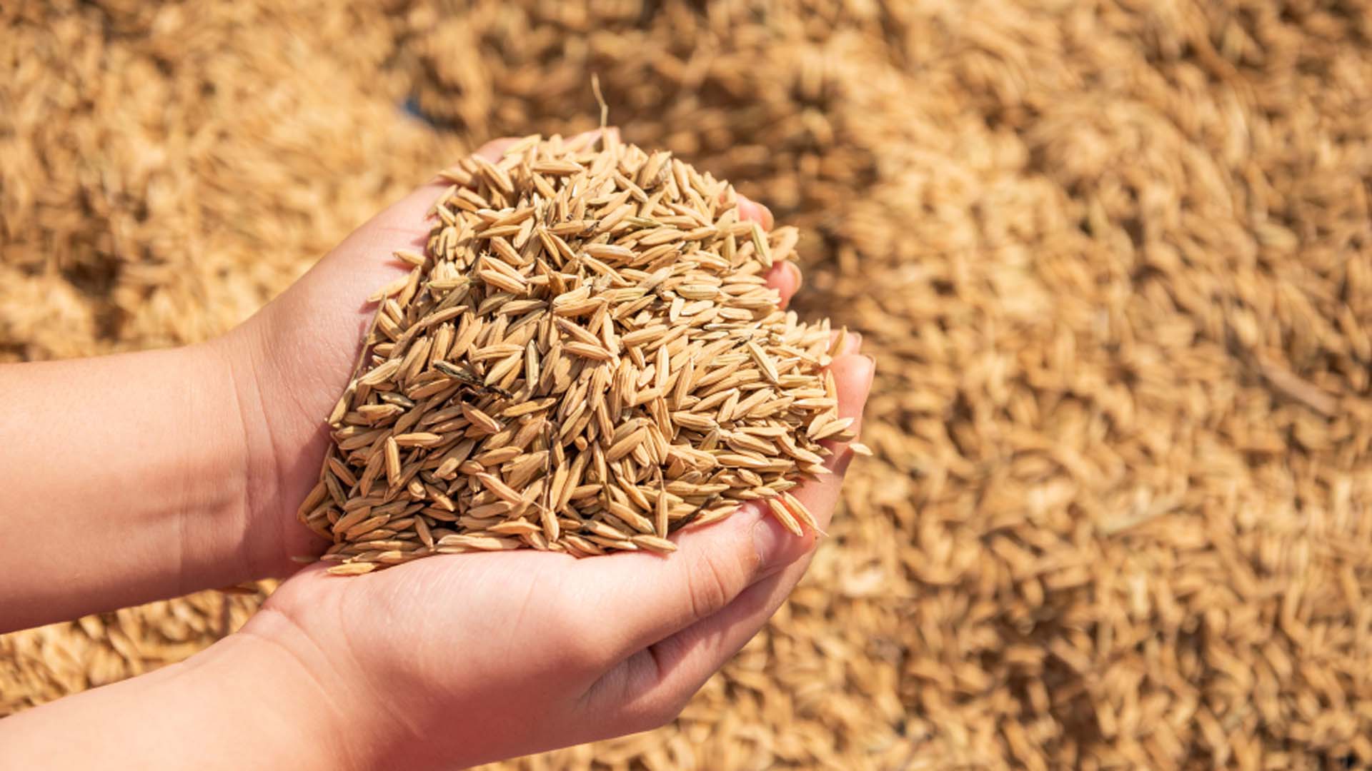 Giá các loại hạt giống lúa trên thị trường cập nhật ngày 14/05/2024