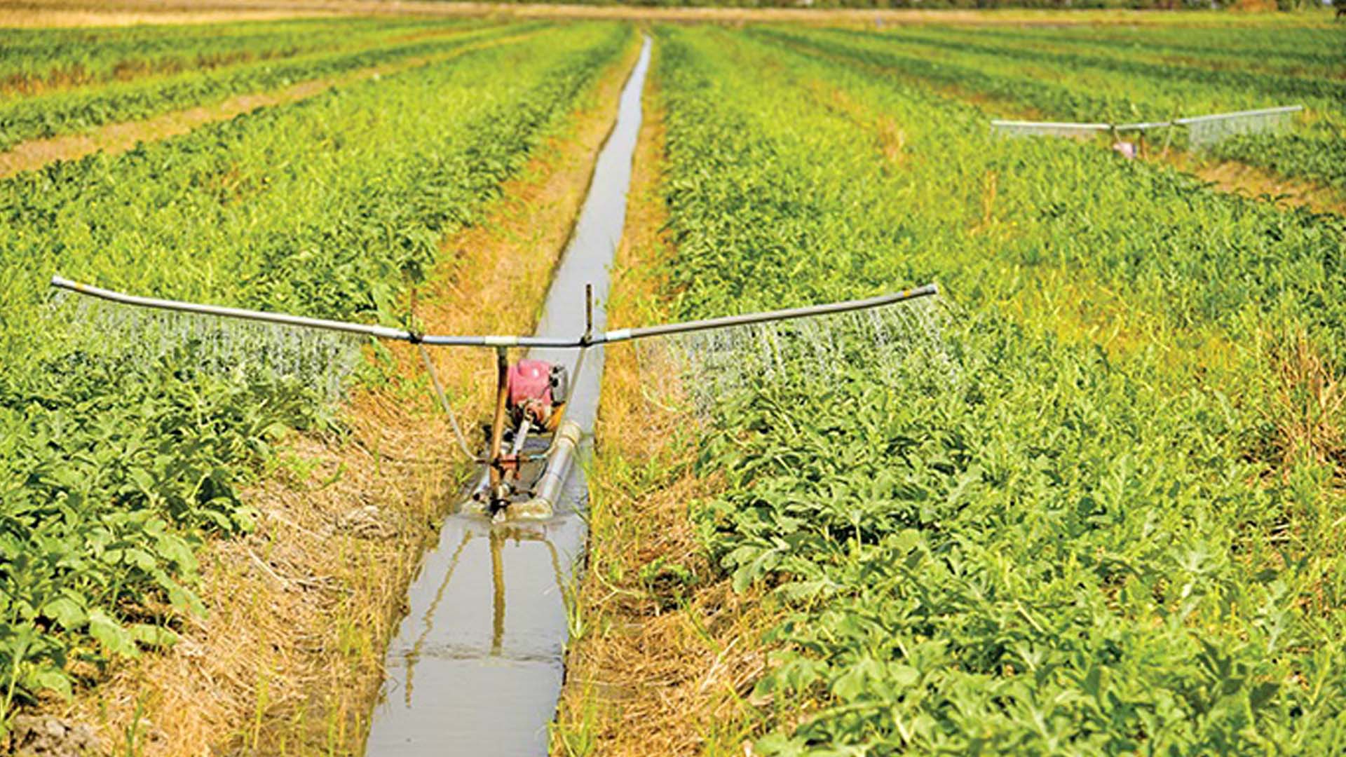 Kiên Giang: Nông dân trồng rau màu vượt khó mùa nắng nóng