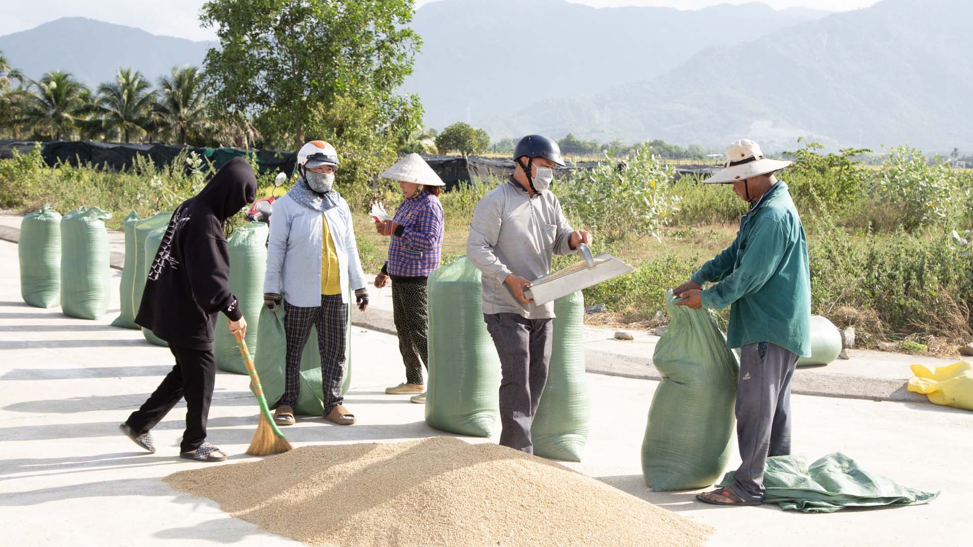 Khánh Hòa: Nông dân trọn niềm vui với vụ lúa Đông Xuân