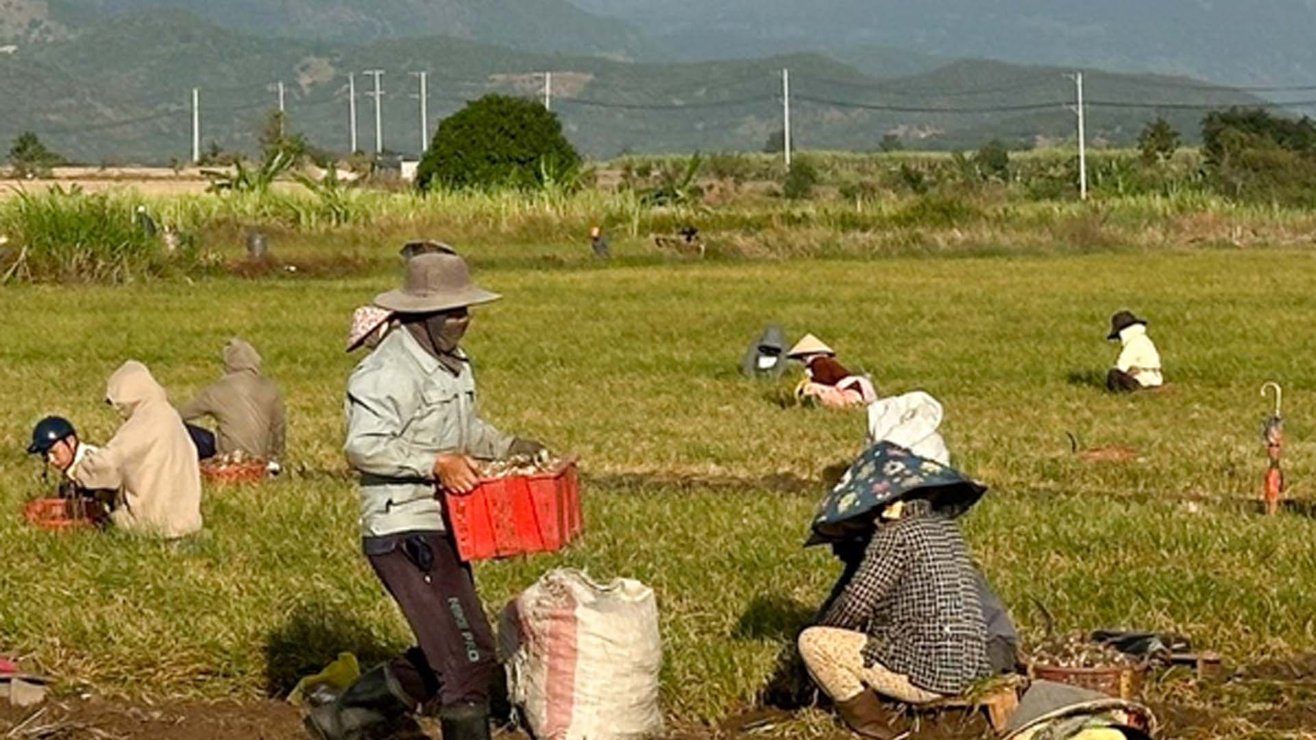Ninh Thuận: Rộn ràng mùa thu hoạch kiệu ở Lương Sơn