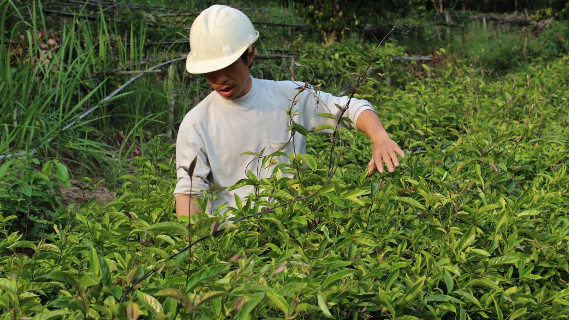 Bắc Giang: Sơn Động hỗ trợ trồng mới 19 ha cây ba kích tím