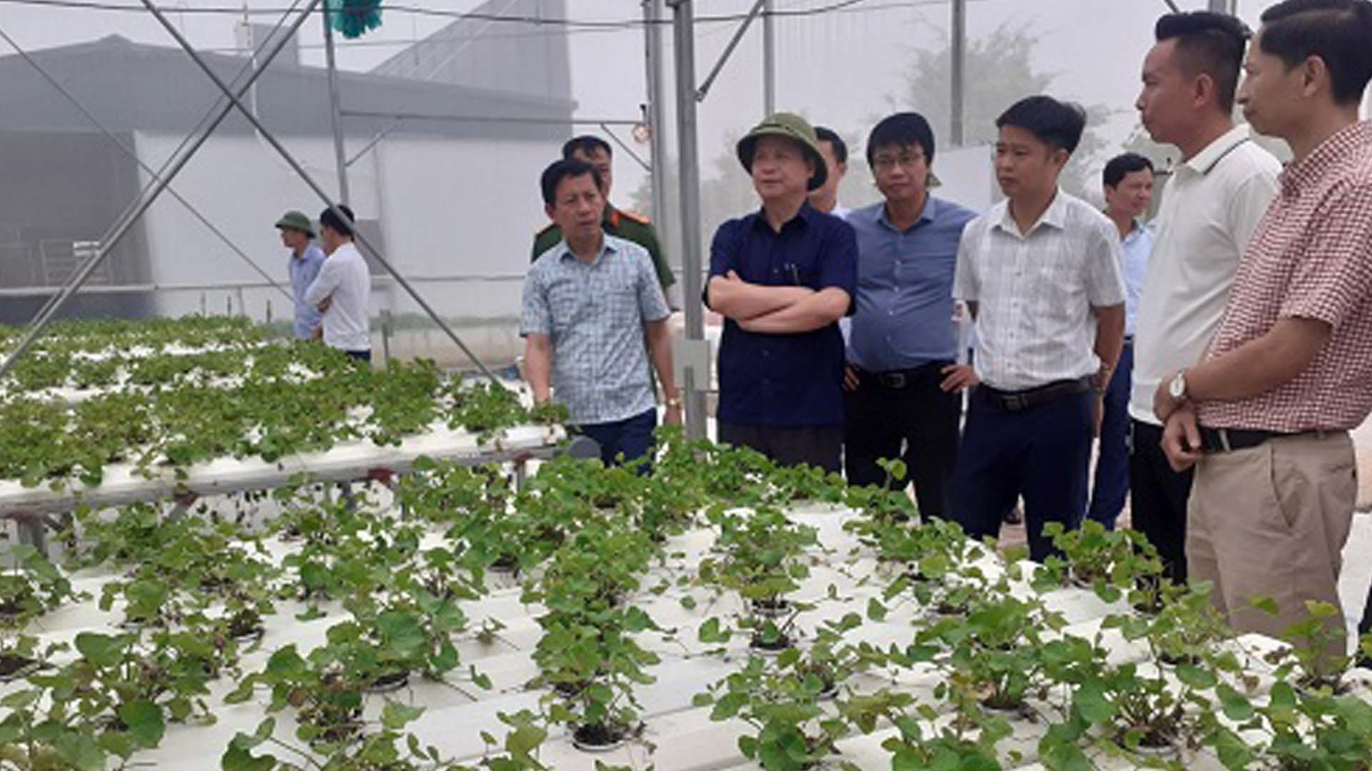 Thái Bình: Thanh niên trẻ huyện Kiến Xương trồng rau má thủy canh