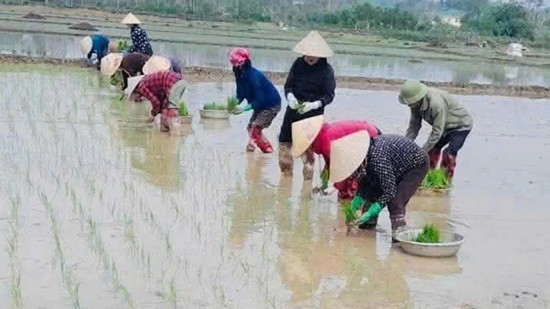 Bà con nông dân đang tích cực hoàn thành gieo cấy lúa vụ xuân.