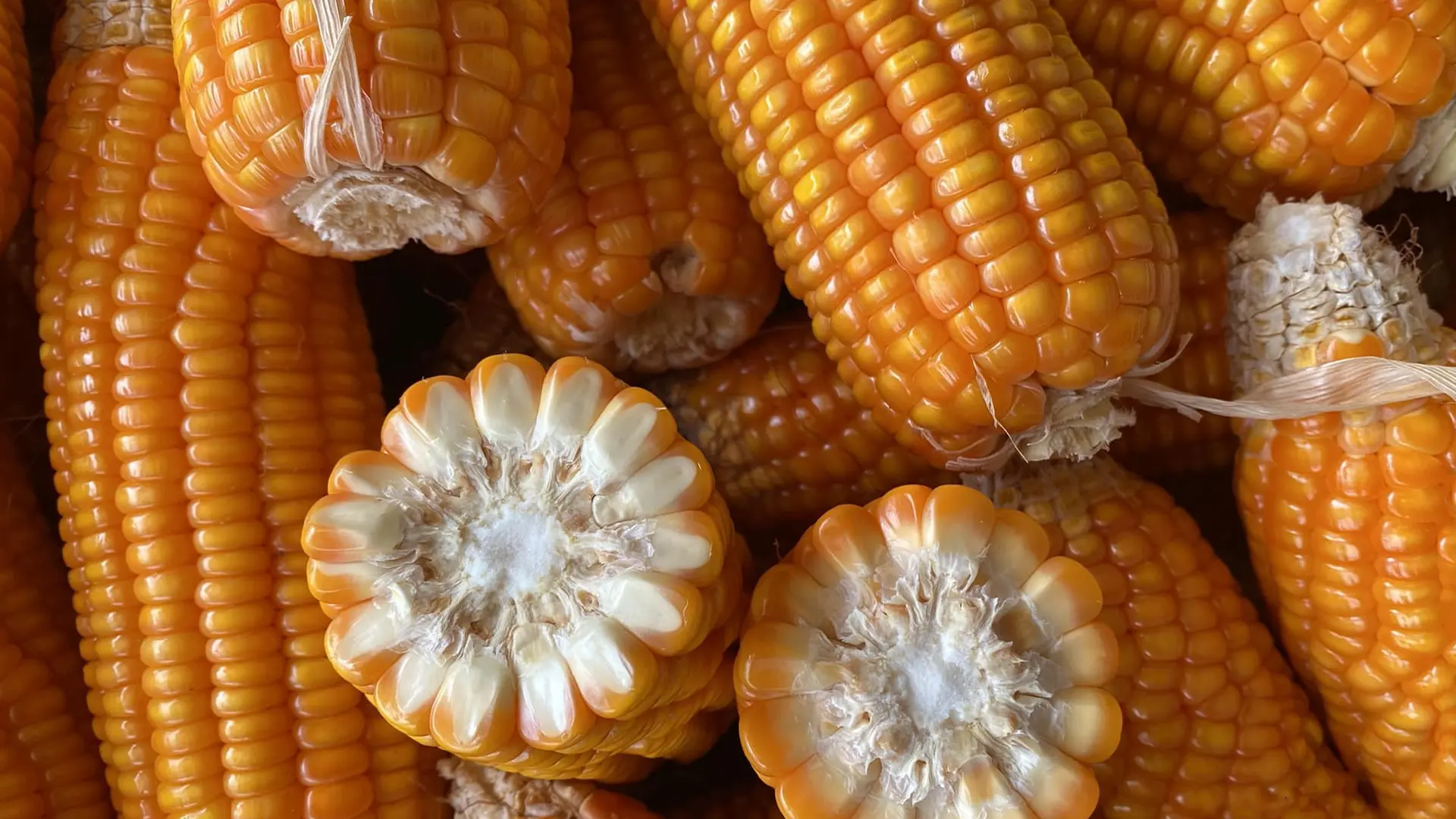 Bắp ngô giai đoạn thu hoạch.