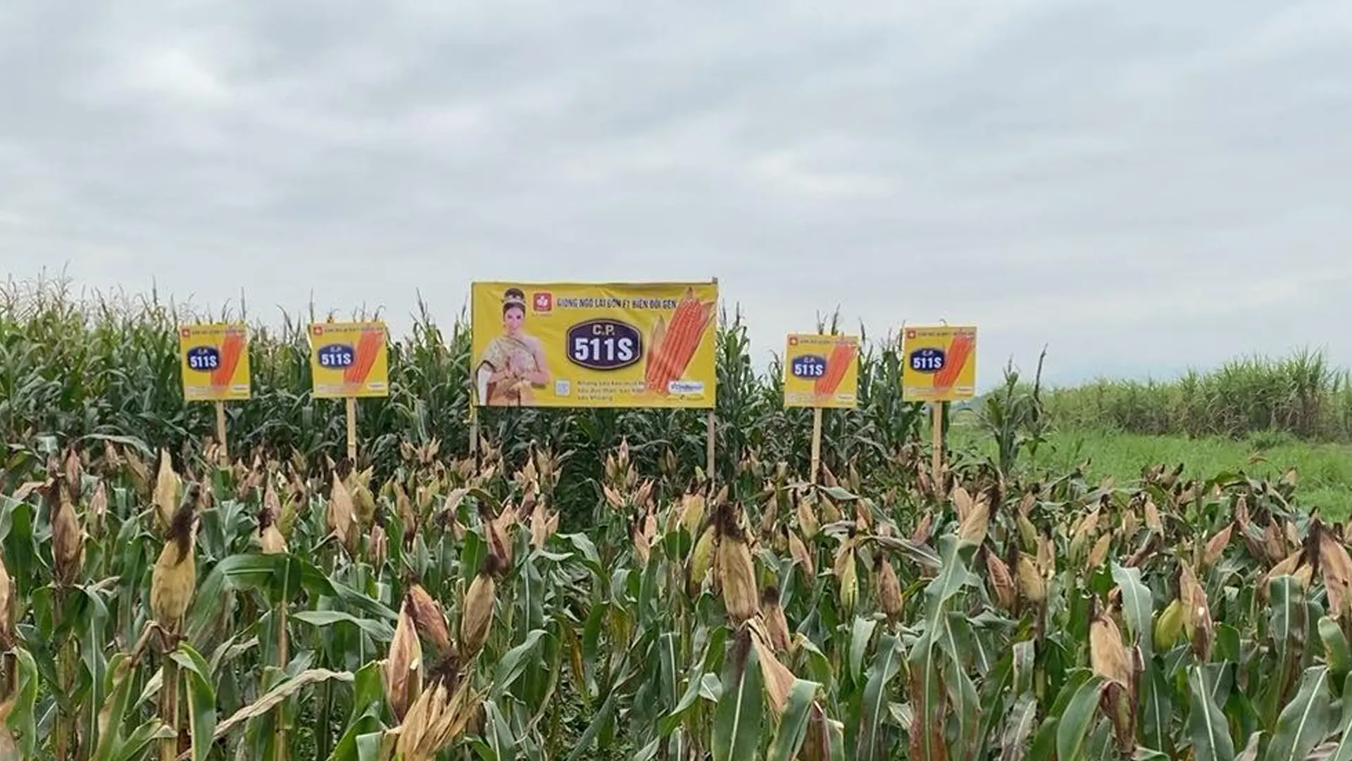 Sản phẩm CP511S trên đồng ruộng.