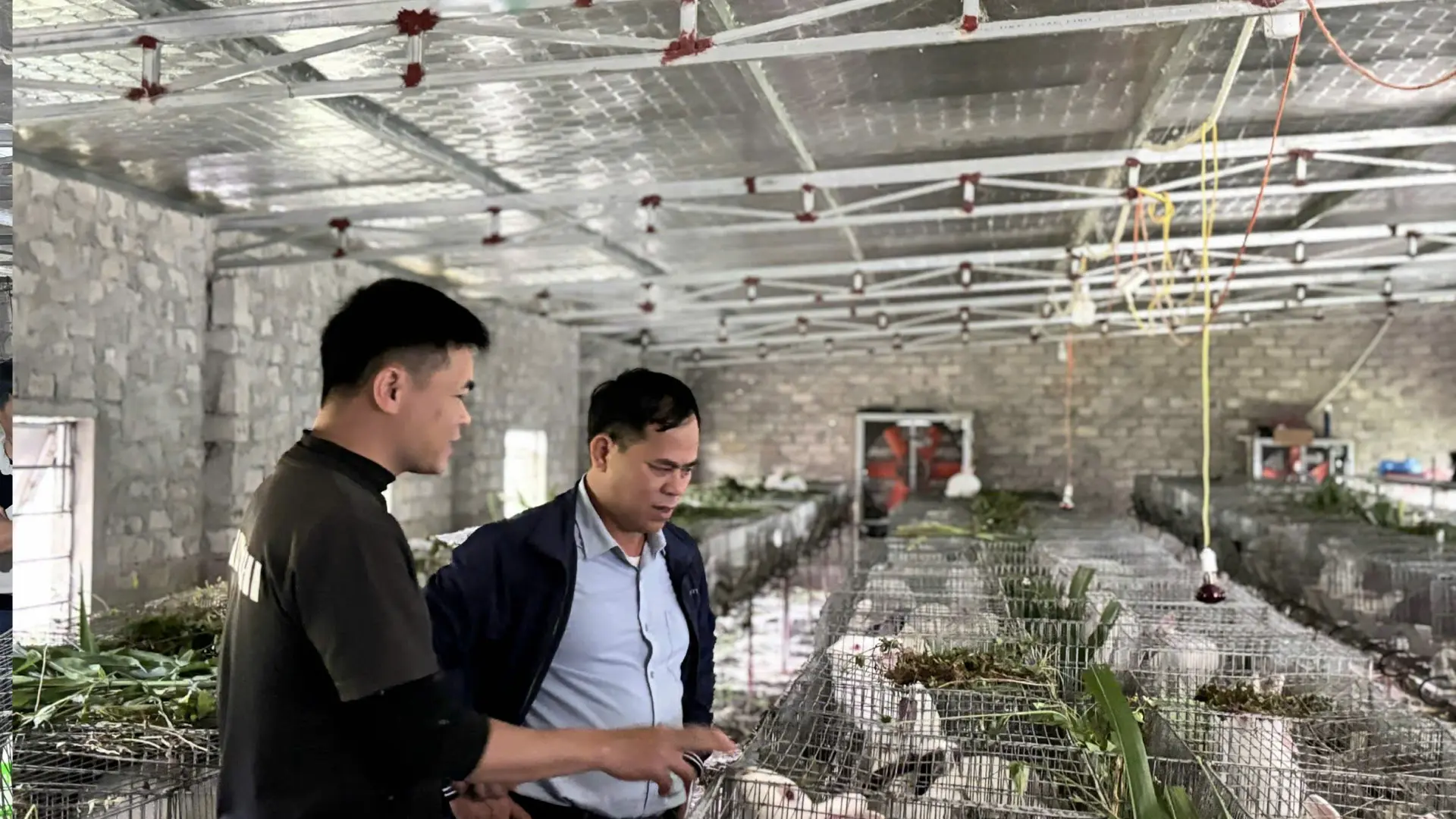 Anh Tuấn chia sẻ kinh nghiệm chăn nuôi thỏ khép kín.