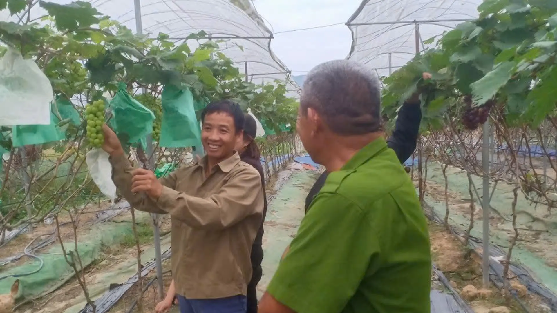 Dưới giàn nho trĩu quả, tiếng cười nói rộn ràng của du khách hòa cùng niềm vui của người chủ vườn.