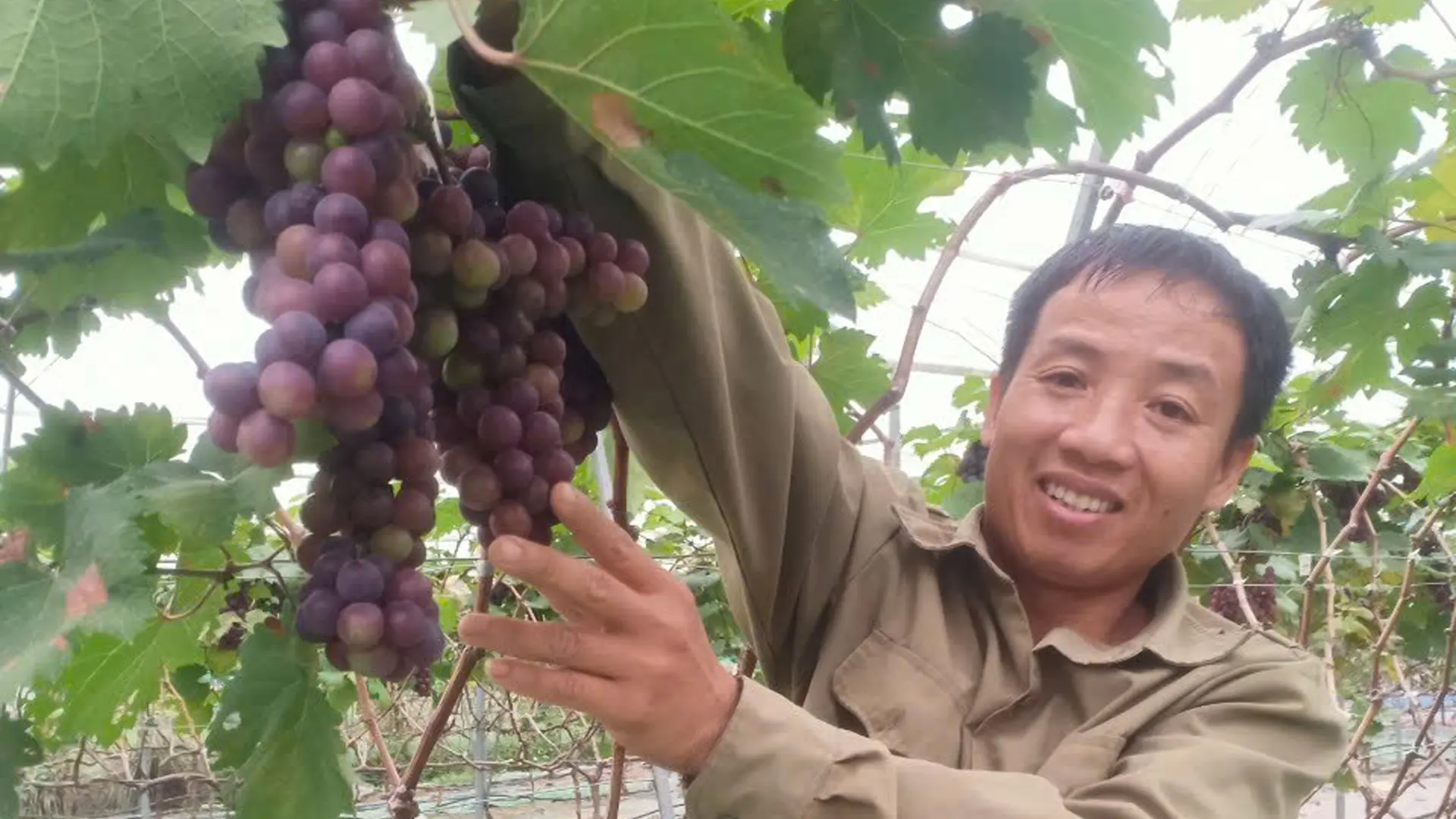 Anh Nguyễn Đình Năng - Chủ vườn nho trĩu quả.