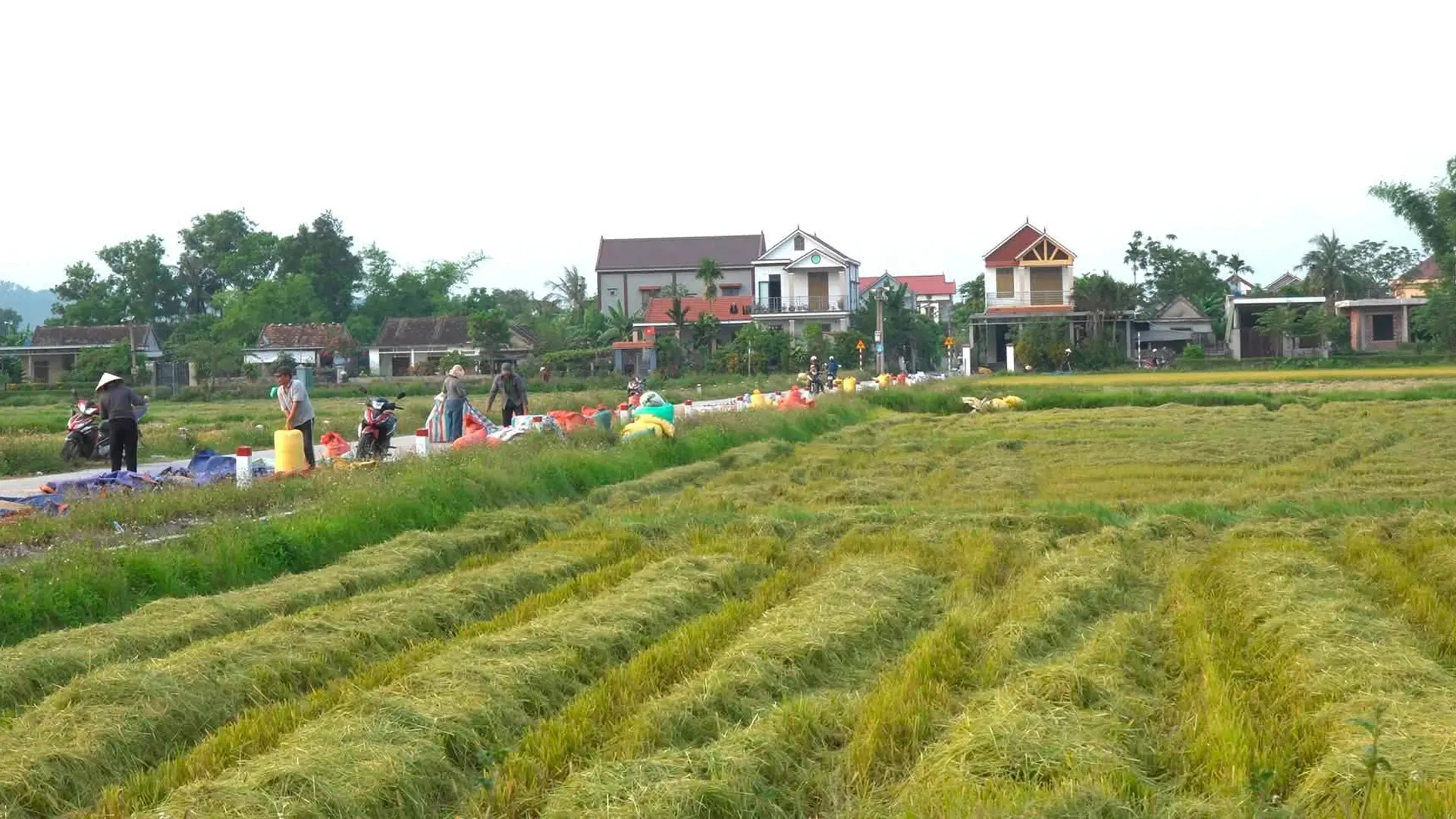 Việc hoàn thành thu hoạch đúng kế hoạch, kết hợp chuẩn bị tốt cho vụ Hè Thu sẽ góp phần đảm bảo sản xuất ổn định và nâng cao thu nhập cho nông dân địa phương.