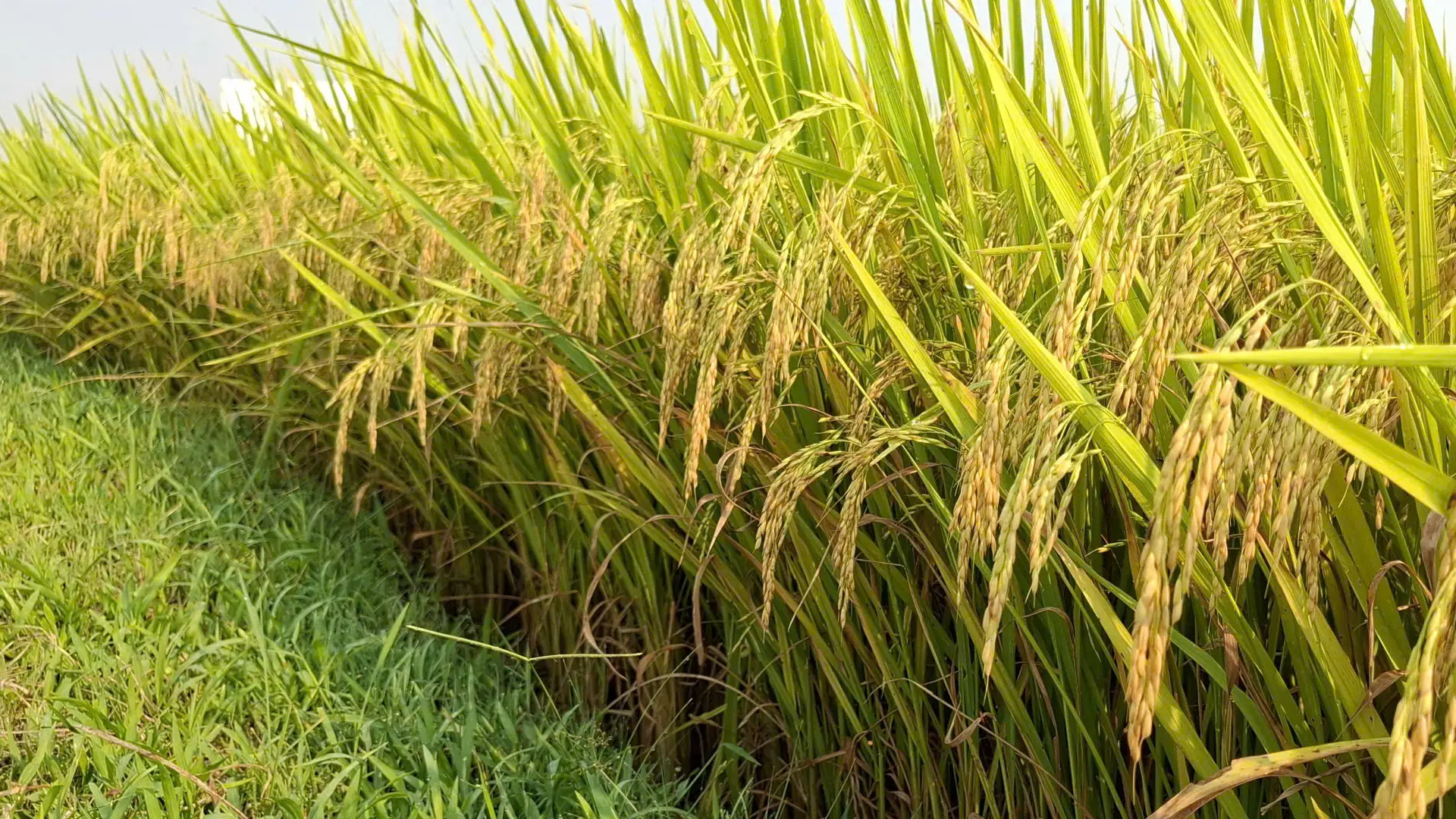 Năng suất thực thu đạt trên 70 tạ mỗi ha.