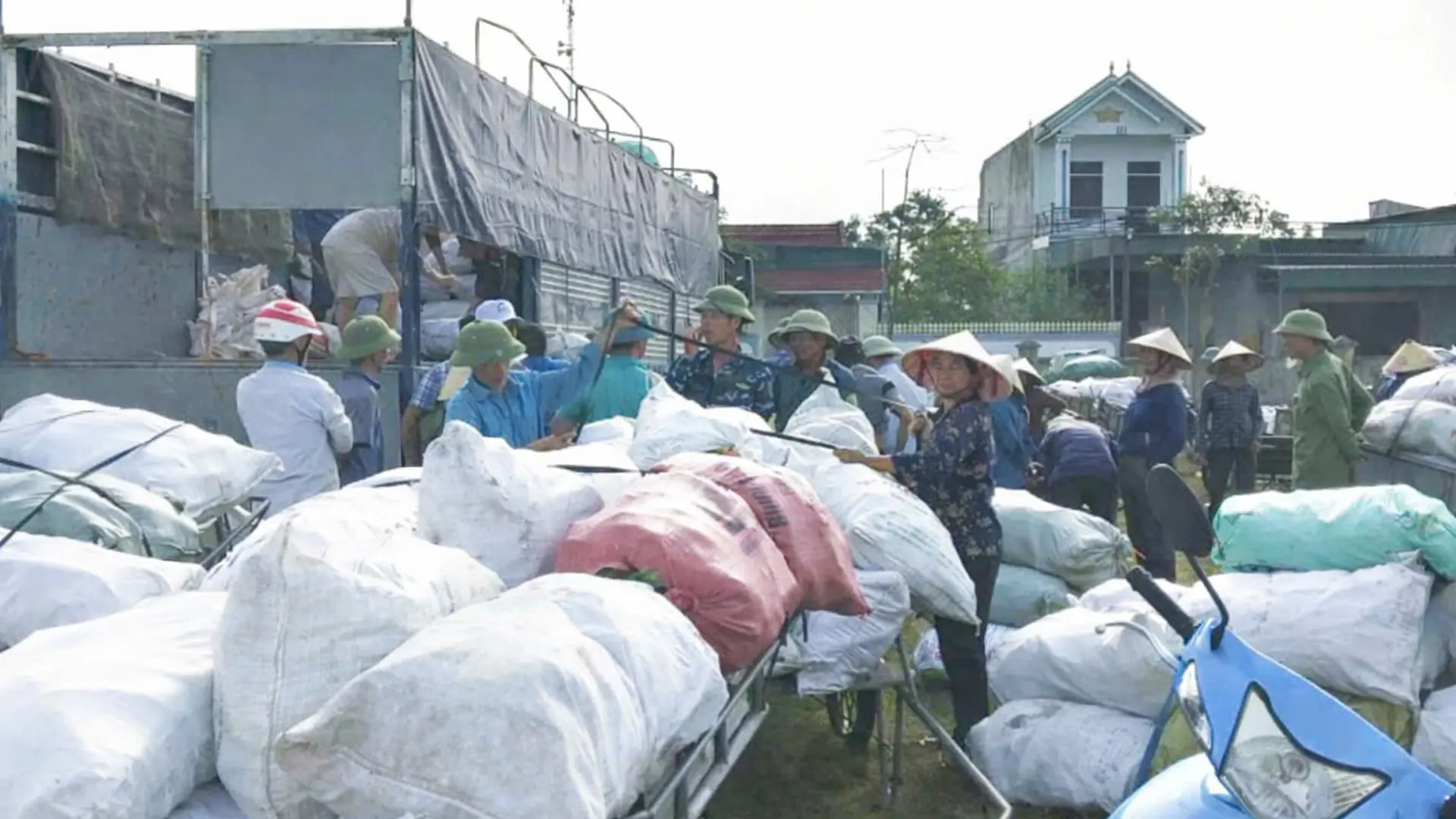 Bao tiêu đầu ra cho sản phẩm ngô ngọt của bà con nông dân.