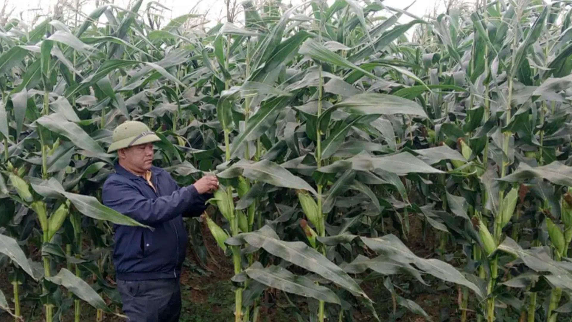 Nông dân xã Quỳnh Phú (Nghệ An) liên kết trồng ngô ngọt hàng hóa.