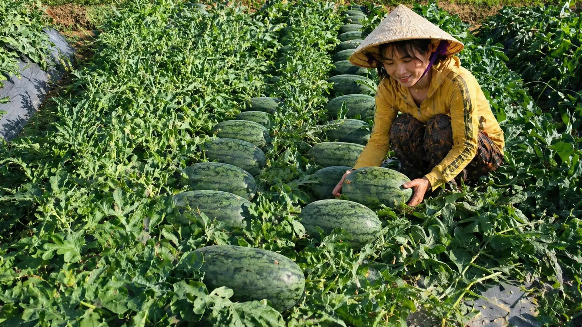 Thu hoạch dưa hấu.