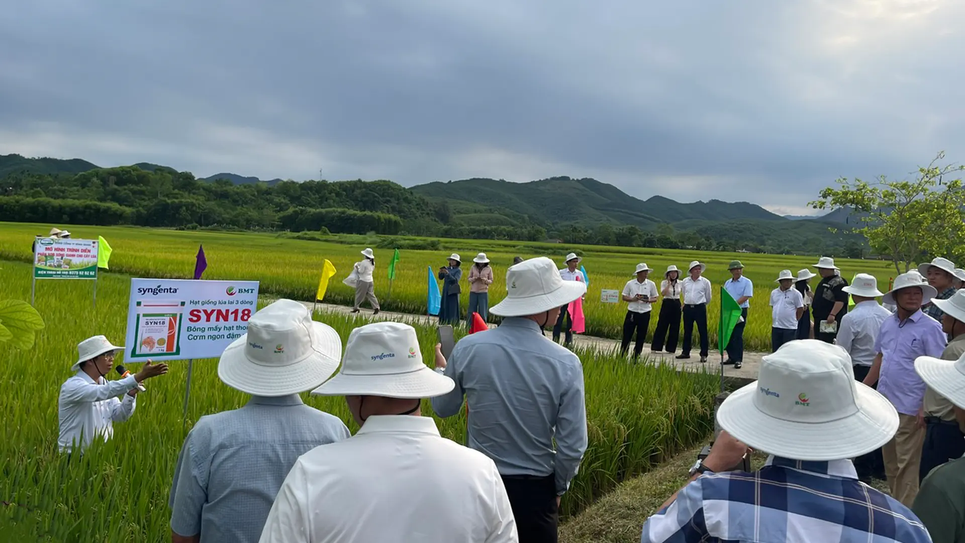 Giống lúa lai 3 dòng SYN18 đang mở ra các kỳ vọng mới cho địa phương.