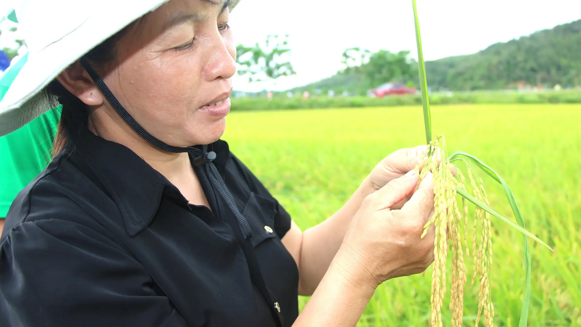 Bà con nông dân hài lòng về tỷ lệ hạt chắc rất cao của SYN12.