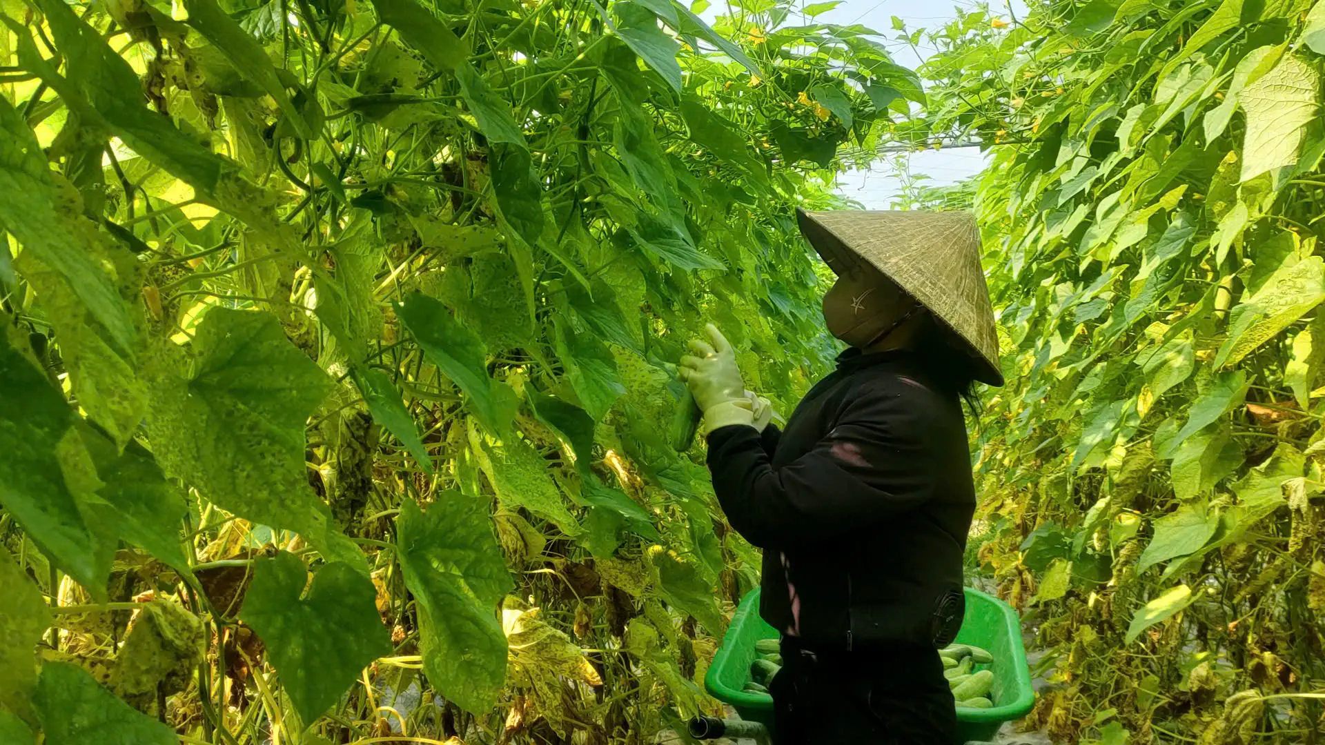 Sau khi trừ các khoản chi phí đầu tư, gia đình anh Toàn thu nhập khoảng 300 - 400 triệu đồng mỗi năm.