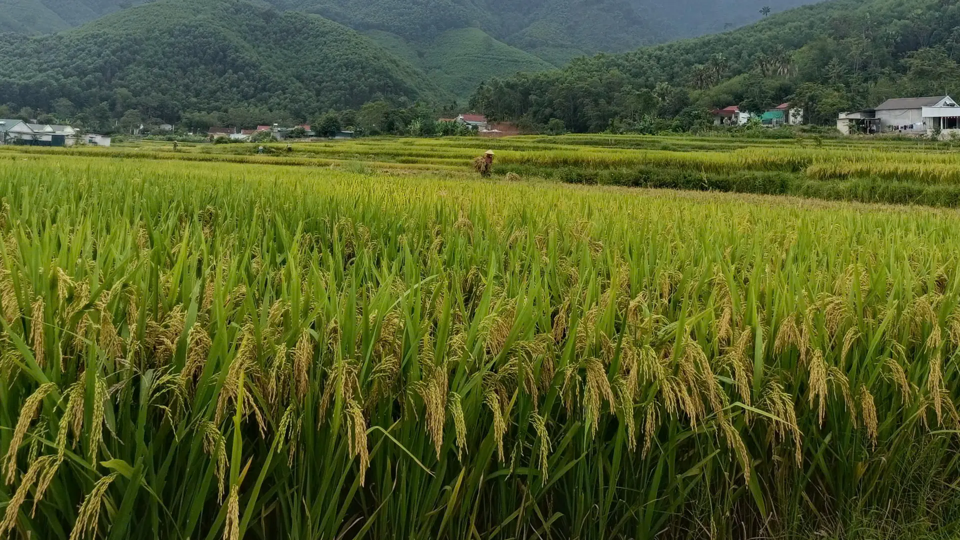 Giống lúa lai 3 dòng SYN18 chuẩn bị thu hoạch.