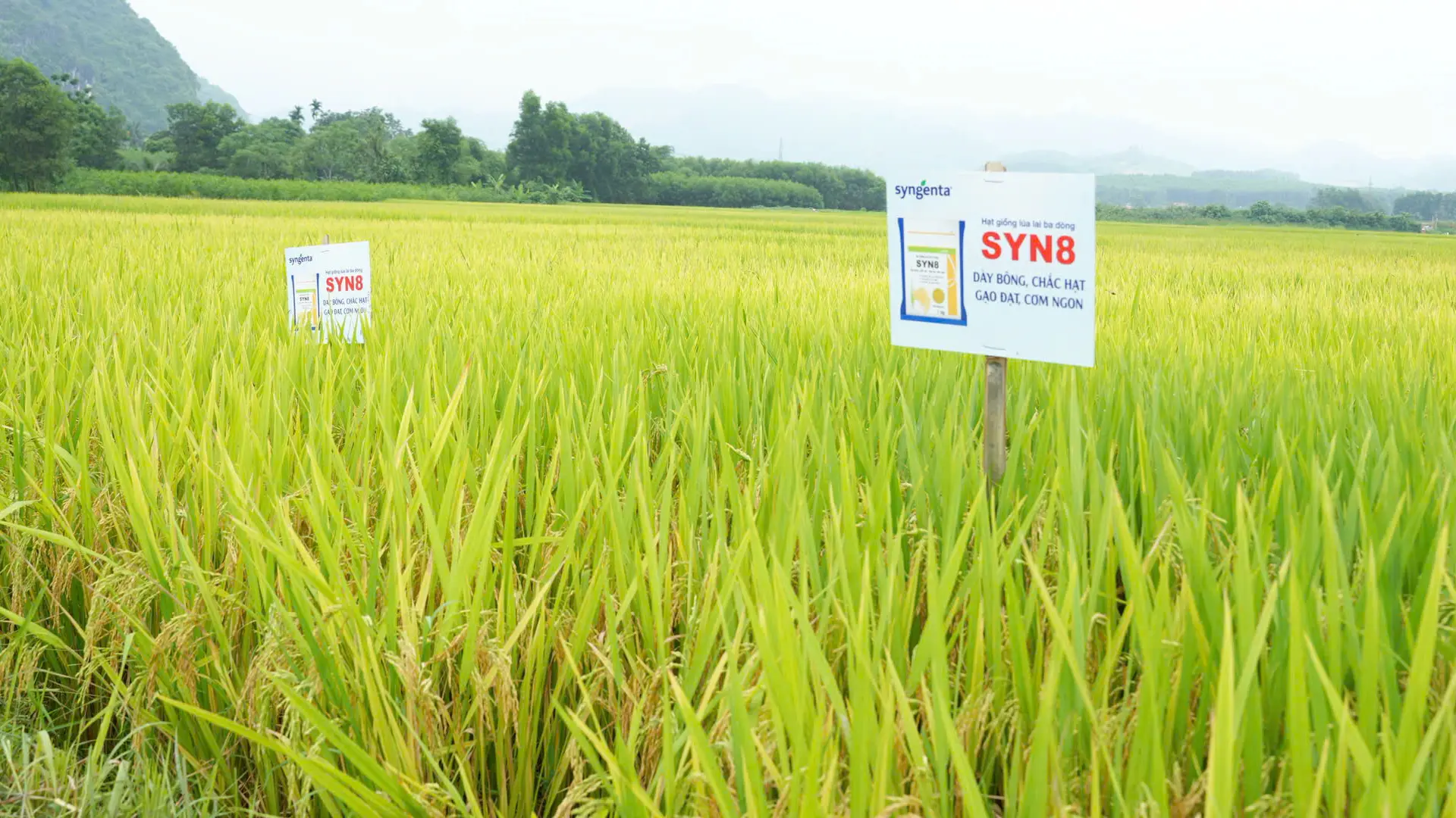 Năng suất được đánh giá của giống SYN8 đạt trung bình 82 - 83 tạ/ha, thuộc vào nhóm lúa có năng suất cao.