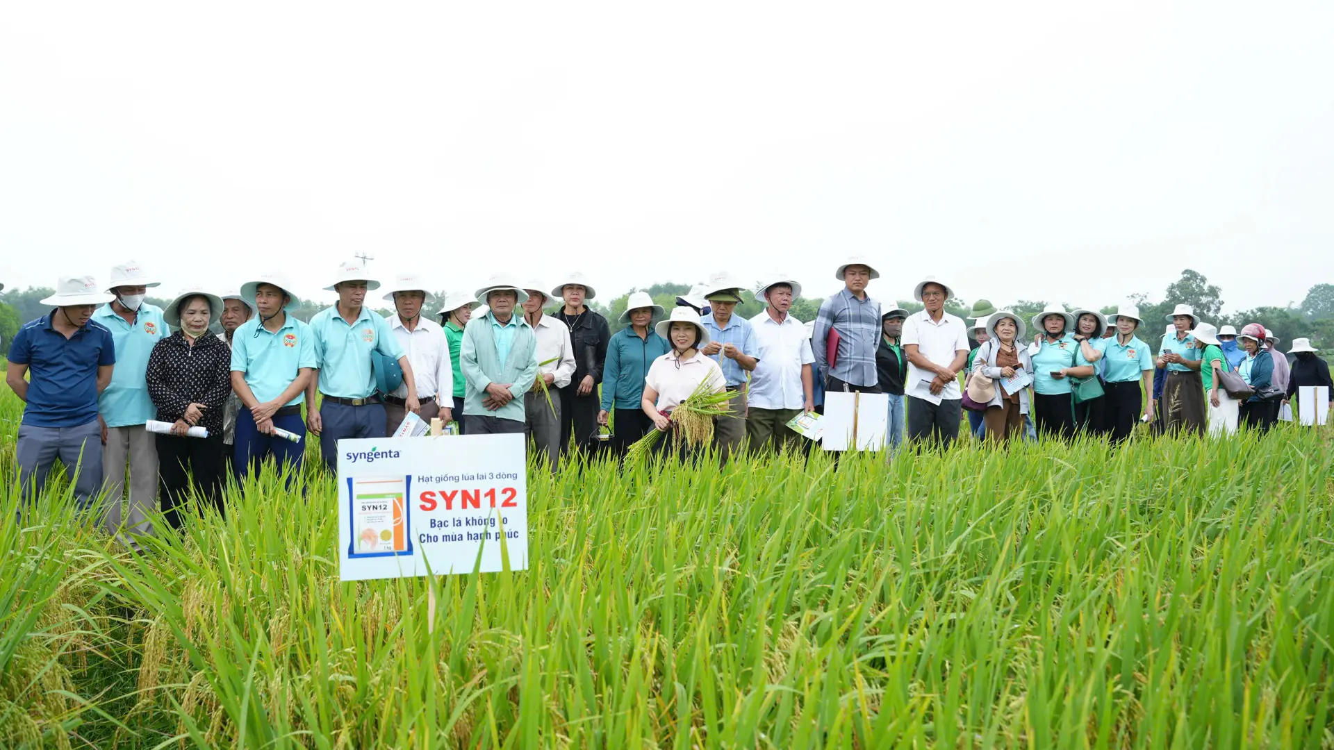 Nhiều hộ dân bày tỏ mong muốn tiếp tục đưa SYN12 vào sản xuất trong các vụ tới nếu kết quả tiếp tục ổn định.