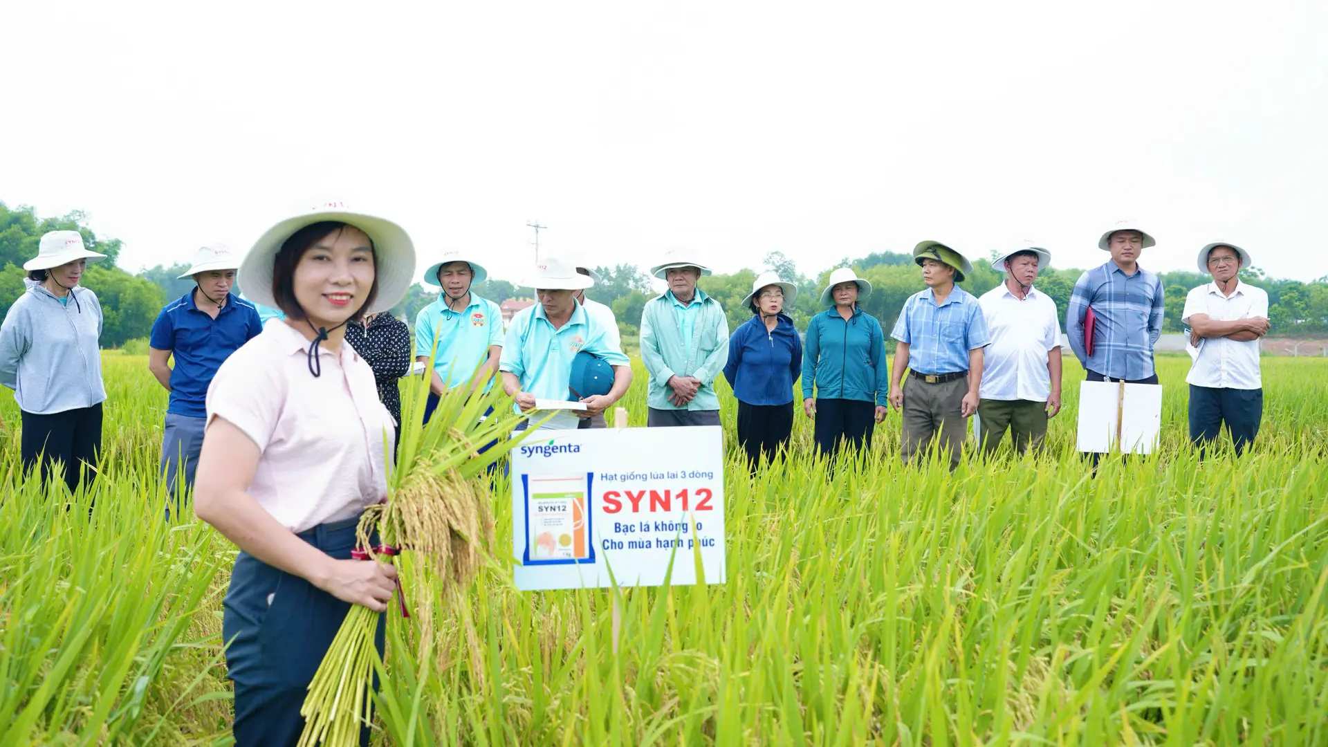 Kết quả đo gặt tại mô hình cho thấy SYN12 năng suất trung bình của giống đạt khoảng 80 đến 82 tạ mỗi ha. Gạo có đặc điểm mềm dẻo, vị đậm và phù hợp nhu cầu thị trường.