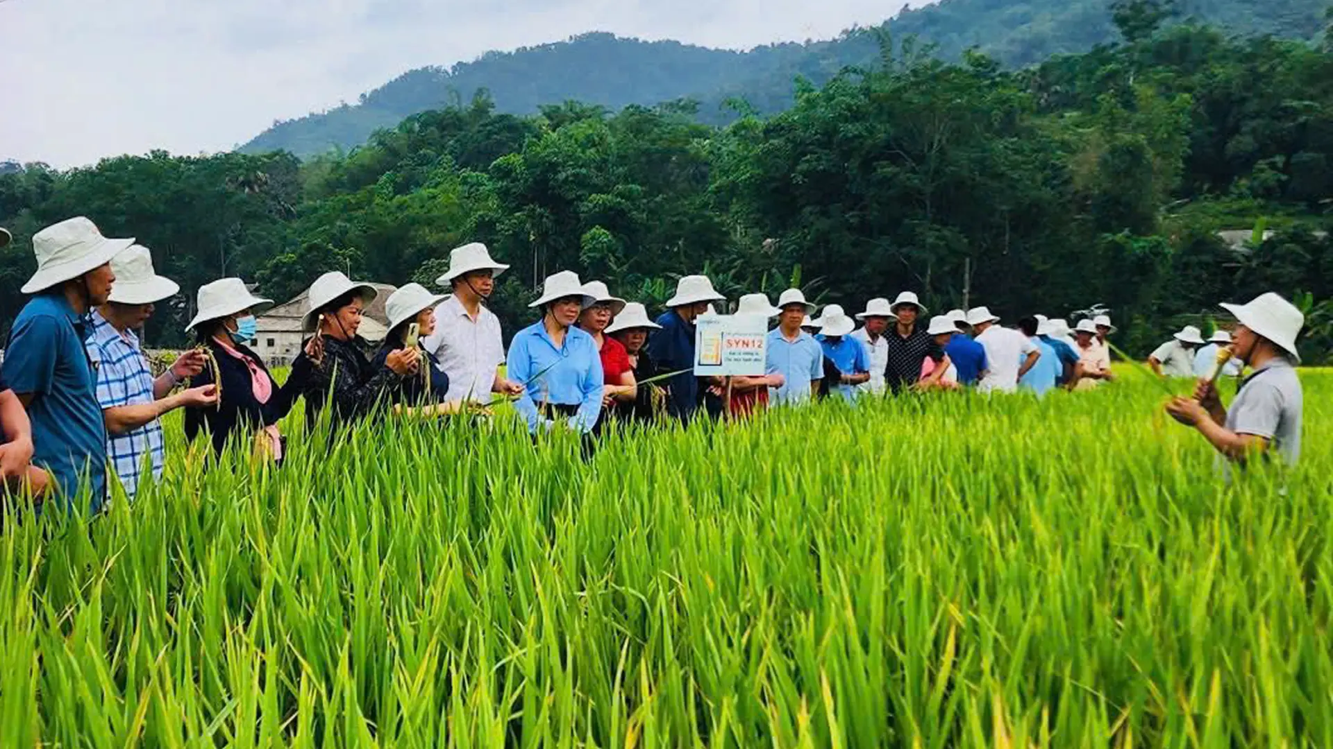 Giống SYN8 cho thu nhập khoảng 816 nghìn đồng mỗi sào Bắc Bộ.