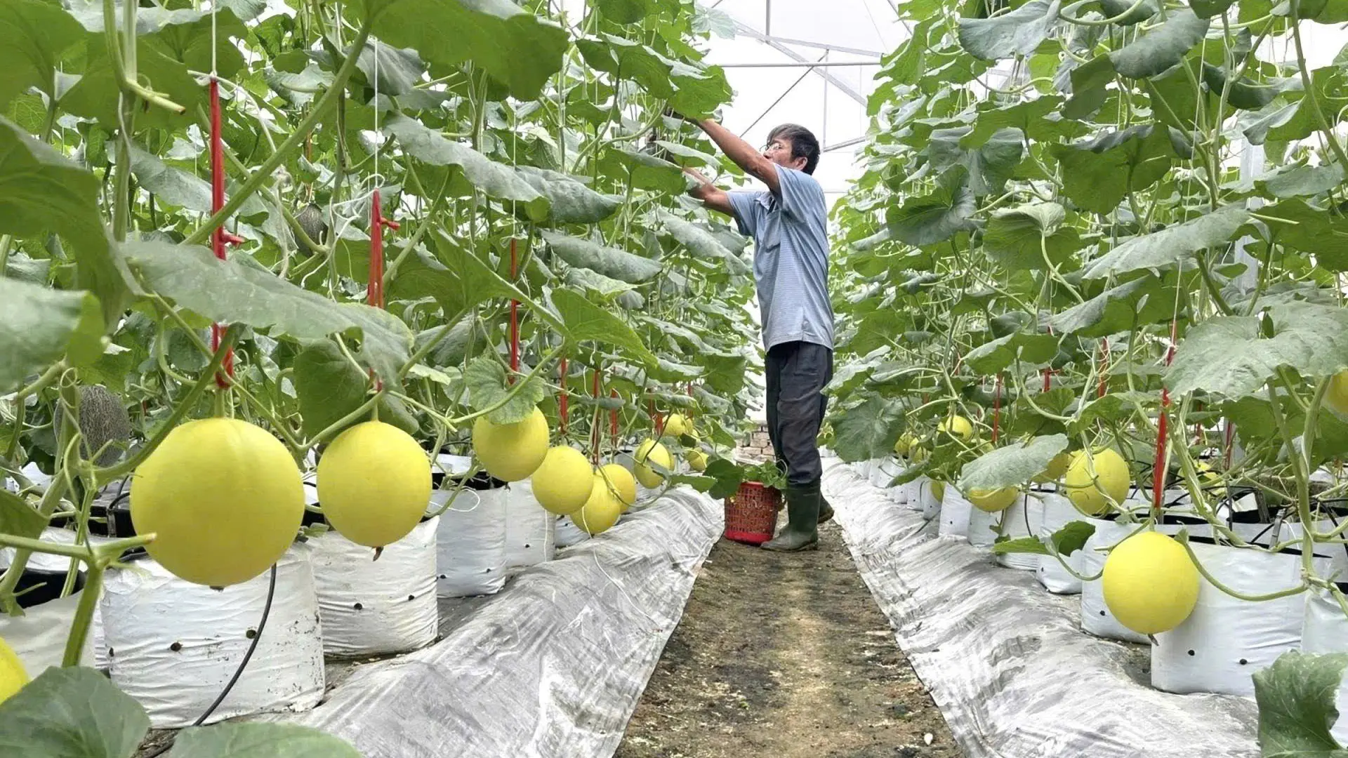 Trồng dưa lê Kim Hoàng Hậu trong nhà màng.