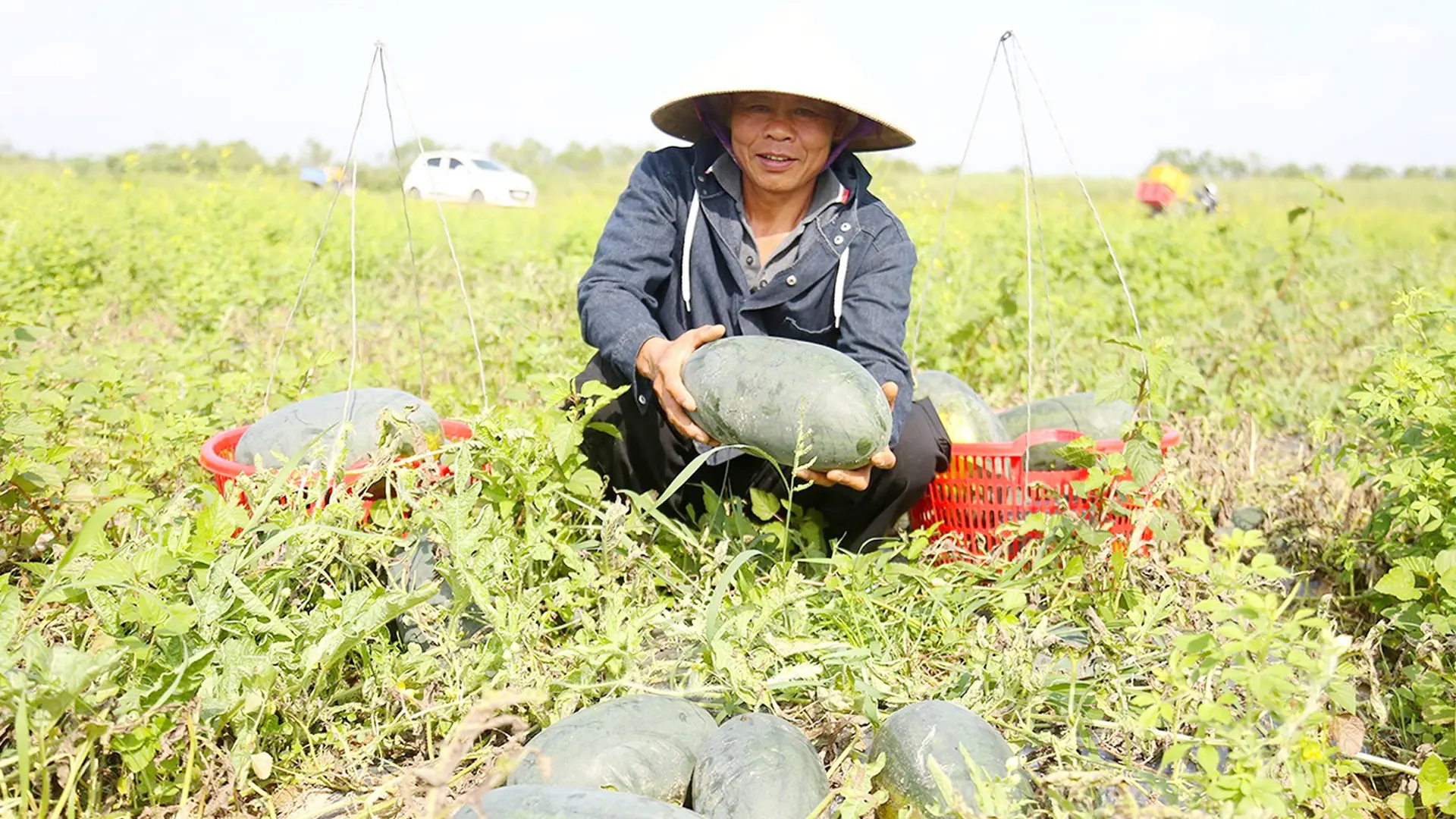 Ông Hoàng Bá Biên (thôn Xuân Hồng 7, xã Nghi Xuân) cho biết: Những ngày qua, mặc dù nắng nóng nhưng vợ chồng tôi vẫn ra đồng thu hoạch dưa hấu để đáp ứng nhu cầu thị trường. Với diện tích hơn 3 mẫu, hiện gia đình tôi đã thu hoạch được hơn 2 tấn, mang về thu nhập đáng kể.