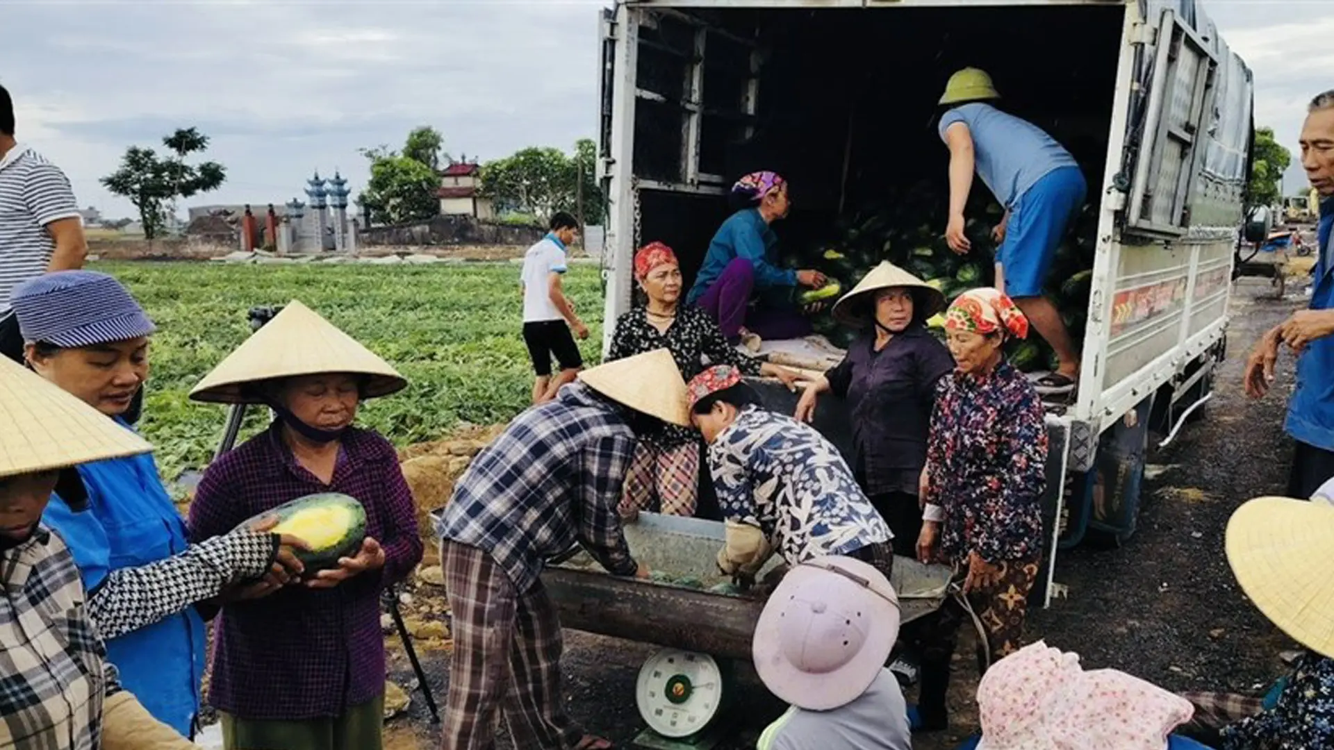 Dưa hấu được thướng lái thu mua ngay tại ruộng.