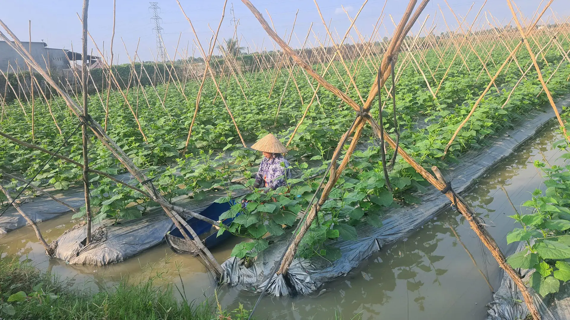 Sản xuất cây màu tiếp tục được duy trì với diện tích khoảng 51 héc-ta.