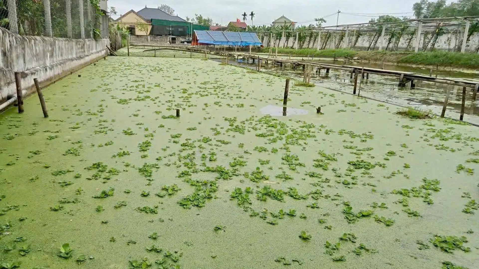 Thu hoạch ốc bươu đen.