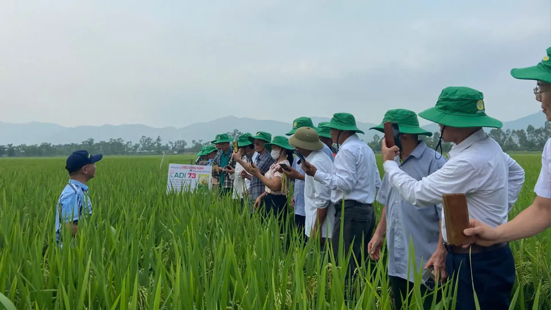 Giống lúa mới ADI 73 vào sản xuất thử nghiệm tại xã Đại Huệ.