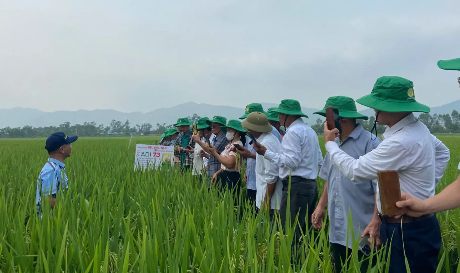 Giống lúa mới ADI 73 vào sản xuất thử nghiệm tại xã Đại Huệ.